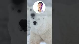 Why Mostly People Leave Cars Unlocked in Churchill Canada🐻🚗 polarbear canadalife safetytips [upl. by Taylor]