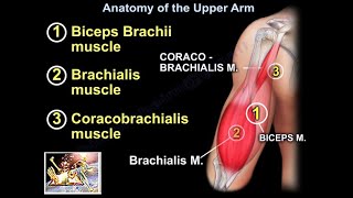 Anatomy Of The Upper Arm  Everything You Need To Know  Dr Nabil Ebraheim [upl. by Albertine850]