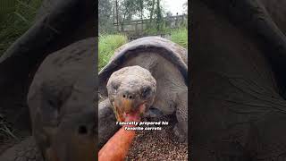 A tortoise that’s really eager to find loveanimals turtle friendship pets shorts [upl. by Yerag]