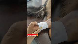 Creatinine 😥62 german😥😥 shepherd dog breeds drip injection ll drip kase lagaye pets dog short [upl. by Llenet]