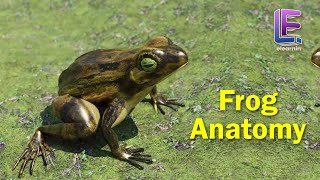 Anatomy of an Frog  Structural Organization of Animals  CBSE Class 11 Biology by Elearnin [upl. by Auginahs]