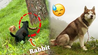 Jungle mei ‘RABBIT’ Maar diya Dogs ne 😓  Dangerous THEHIMALAYANHUSKY [upl. by Neenaej]