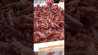 500kg of Live Crayfish feeding to Duck 👀 [upl. by Shandra582]