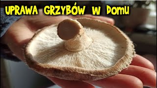 UPRAWA GRZYBÓW w domu  boczniaki pieczarki shiitake  drugi i trzeci rzut [upl. by Drandell978]