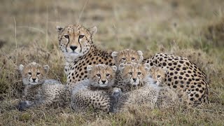 Nat Geo Documentary  BIG CAT DIARY SAFARI 2006  Wild Planet [upl. by Arvin605]