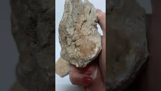 ROCA SEDIMENTARIAS CALIZAS FOSILERASROCA CON FOSILES youtubeshorts mineralesnaturales [upl. by Biebel291]