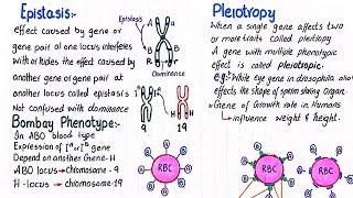 Epistasis  Bombay phenotype  Pleiotropy  class 12 [upl. by Sivek]