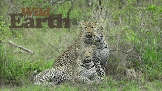 Leopard Family Portrait [upl. by Nekal]