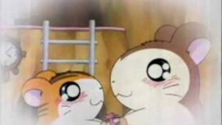 La Pareja de Oro de la Serie Hamtaro AMV [upl. by Shwalb]