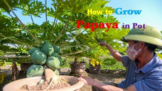 65 Day  Grow Papaya in Pot  Seed to Harvest  Part1 [upl. by Shuler]