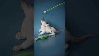 Kristina Oriental Shorthair with bright blue eyes available for adoption  Purebred Kitties [upl. by Pish281]