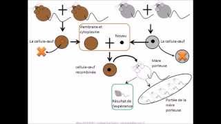 SVT  cours Localisation de linformation génétique [upl. by Lotti]