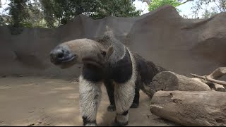 Giant Anteaters Looks Can Be Deceiving [upl. by Nortal]