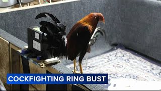 50 roosters seized in alleged cockfighting operation in South Jersey [upl. by Naimaj859]