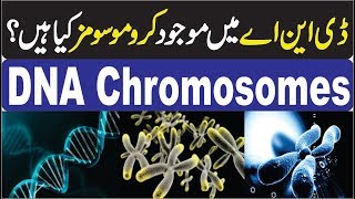 What is DNA and Chromosomes  Urdu  ڈی این اے میں موجود کروموسوم کیا ہوتے ہیں [upl. by Mowbray]