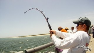 Goliath Grouper Fishing at Sebastian [upl. by Nahama]