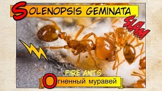 FIRE ANTS Solenopsis geminata  Огненные муравьи  Обзор [upl. by Enra]