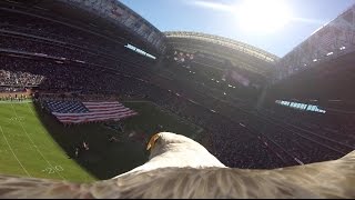 Educational Bald Eagle quotChallengerquot Soars with Action Camera During National Anthem [upl. by Introk485]