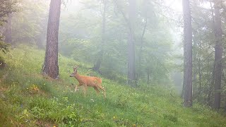 Brocard dans le brouillard  Roebuck in the fog [upl. by Ainerbas]