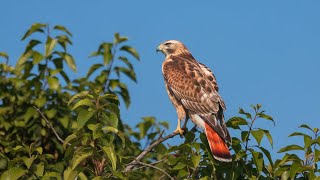 Mind Blowing Facts About the Red Tailed Hawk [upl. by Zimmer]