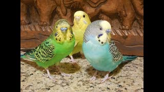 No more lonely budgies Pet parakeets encourage your bird to sing 11 Hr recording [upl. by Aihsila]