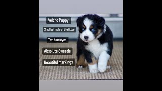 Australian Shepherd Puppies [upl. by Goodard]