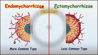 Endomychorrhizae Vs Ectomychorrhizae [upl. by Darda]