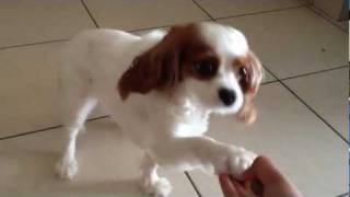 Smart King Charles Cavalier [upl. by Fabe]