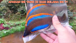 AKHIRNYA Dapat Channa Limbata Paling Biru Disungai Ini  Mancing Ikan Channa Limbata Disungai [upl. by Zerat536]