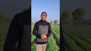 potato farming  બટાકાની ખેતી  ખેતી વિશે માહિતી  Kanvarji Vadhaniya Farming information [upl. by Epolulot524]