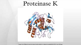 Proteinase K [upl. by Alocin420]