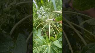 Papaya Pruning Techniques Grow Better Faster homestead tour growing papaya pruning101 [upl. by Enyehc]