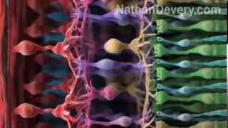 Rod and Cone cells eye anatomy [upl. by Ehcor]