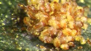 A grouping of fern sporangia hurling spores video 1 [upl. by Gargan]