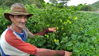 COMO PLANTAR PIMENTA DE CHEIRO E QUAL ADUBO USAR [upl. by Calen]