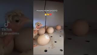 🐣🐤❤️ PINTINHO HOMOZIGOTO polacogigante [upl. by Eelahc]