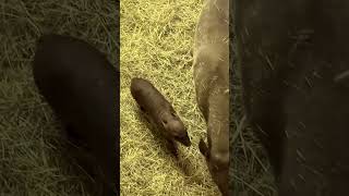 Baby babirusa is growing up so fast 🐷🥰 animals animalsvideo cuteanimals fypシ゚viral [upl. by Nivanod]