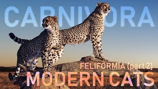 CARNIVORA V  Feliformia part2  Modern cats 🦁 [upl. by Olag]