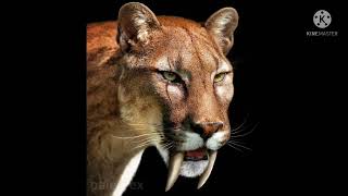 Smilodon Sabre tooth tiger sounds [upl. by Rem]