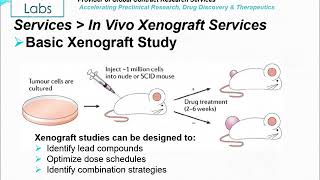 Altogen Labs Invivo Xenograft Services [upl. by Annua351]