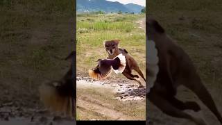 Red Fox catch bird viral videoredfox bird shortvideoviral [upl. by Ahsla]