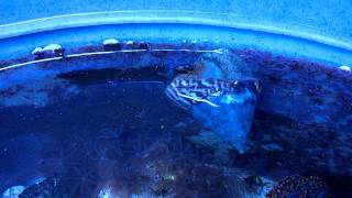 Tank Bred Trochus Snail Spawning Eggs [upl. by Noicpesnoc297]