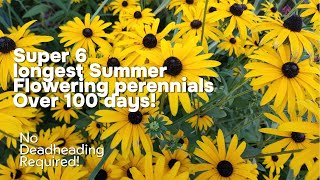 6 Non Stop Flowering perennials for Late Summer [upl. by Noli]