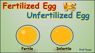 Fertilized Egg Vs Unfertilized Egg [upl. by Edgerton510]