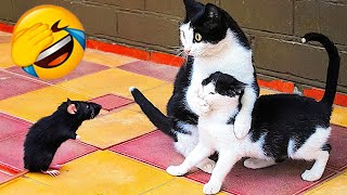 Videos De Risa de Animales  Gatos Chistosos  Gracioso videos de reacción de gato de la semana 179 [upl. by Aubarta734]