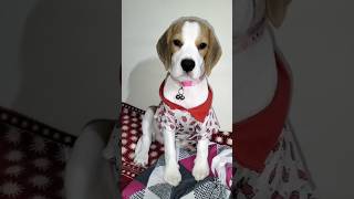 Star Dora  cute dora beagle dog funny doglover petlover shorts ytshorts trending viral [upl. by Alel]