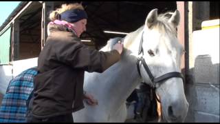 How to plait your horses mane  Your Horse [upl. by Josefina691]