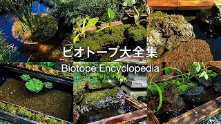 めだかのビオトープアイデア6選。制作ヒントと作り方集DIYビオトープメダカJapanese killifishvlog [upl. by Jaban746]