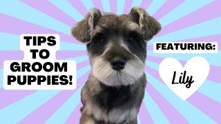 How To Groom a Puppy  Miniature Schnauzer Puppy  Puppy Haircut [upl. by Maroj]