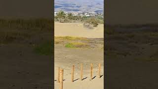 DUNE di Maspalomas a Gran Canaria birds nature [upl. by Ennovyhs]